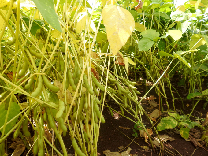 Some soybean genes at the Central Highlands Soybean Testing Station.