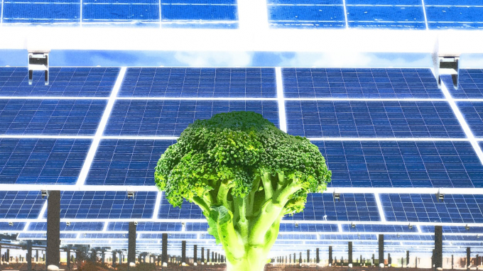 Broccoli or cauliflower is a very suitable plant to grow underneath solar panels in Korea.