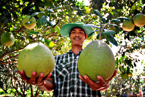 Vietnam is proposing the US to open its market for pomelo exports.