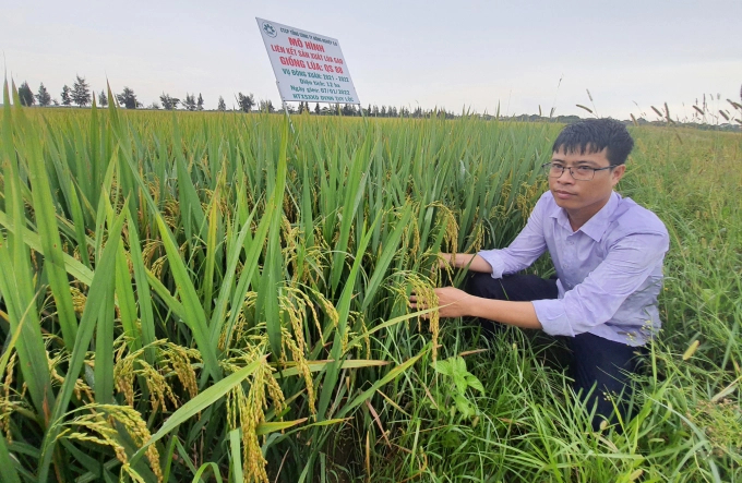The rice variety QS 88 is structured in a production linkage model in Le Thuy district with a high yield. Photo: T.P.
