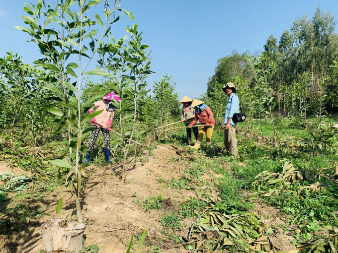 Công ty TNHH MTV Lâm nghiệp Bình Thuận triển khai các giải pháp để nâng cao chất lượng rừng trồng. Ảnh: KS.