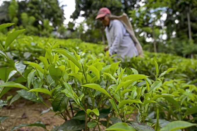 Áp dụng canh tác nông nghiệp hữu cơ khiến xuất khẩu chè Sri Lanka mất 425 triệu USD. Ảnh: TL.