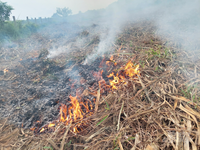 If not processed, pineapple leaves are often burned like this. Photo: Provided.