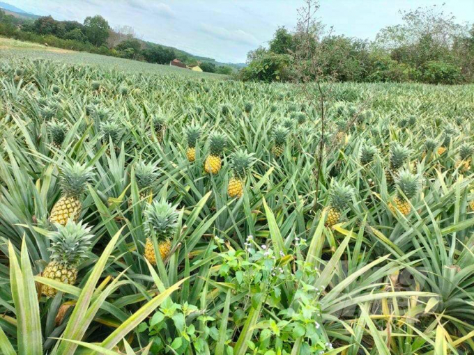 Pineapple hill planted in natural harmony in Hanh Phuc Agricultural Cooperative. Photo: Provided. 