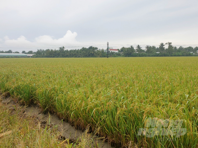 Rice crops in the Mekong Delta this year have yielded good results. Photo: Thanh Son.