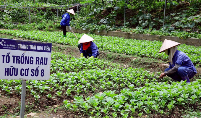 Chăm sóc rau hữu cơ tại trang trại Hoa Viên, xã Yên Trung, huyện Thạch Thất, Hà Nội. Ảnh: TL.