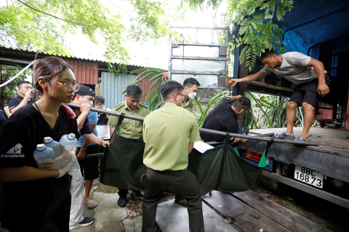 Chi cục Kiểm lâm Hà Nội, chính quyền địa phương chứng kiến quá trình bàn giao gấu về Trung tâm Cứu hộ Gấu Việt Nam. Ảnh: AAF.