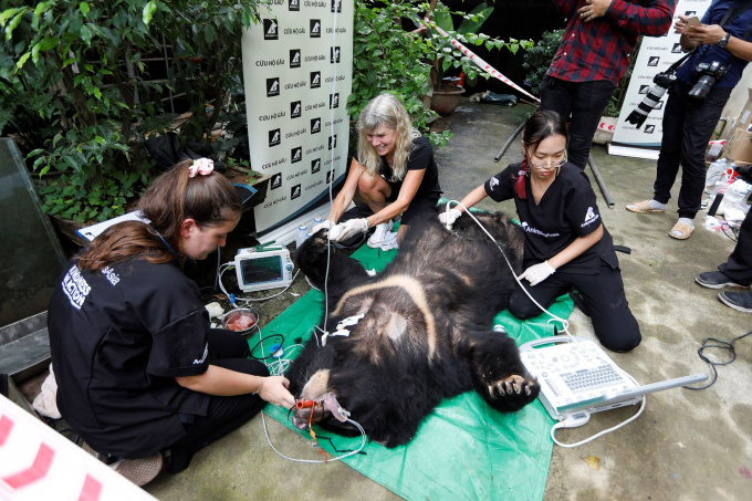Các y bác sỹ thú y của Tổ chức Động vật Châu Á khám sức khỏe cho 7 cá thể gấu ngựa mới được cứu hộ tại Phúc Thọ. Ảnh: AAF.
