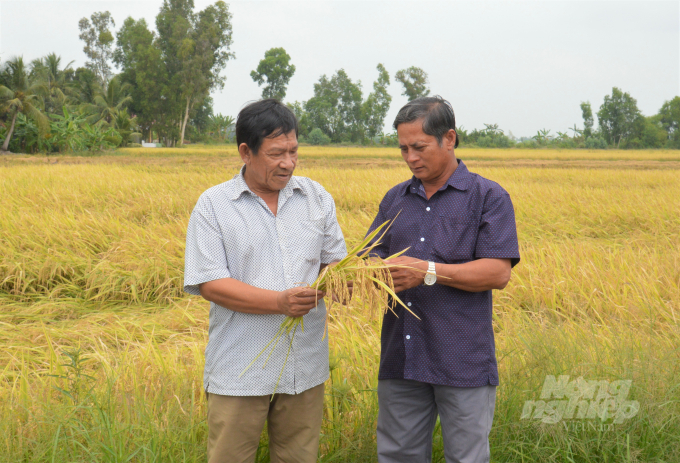 Từ đầu năm đến nay, tỉnh Kiên Giang đã sản xuất và thu hoạch hơn 2,451 triệu tấn lúa, tăng 0,81% so với cùng kỳ, góp phần vào tăng trưởng chung của ngành. Ảnh: Trung Chánh.