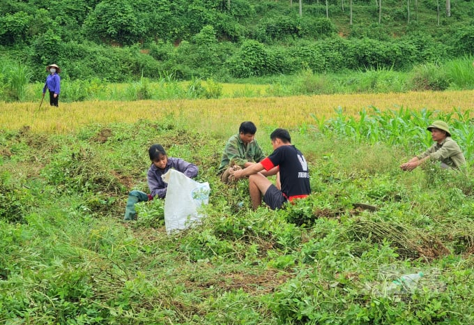 Lạc mất mùa, giá thấp khiến nhiều hộ trồng lạc ở Tuyên Quang thất thu. Ảnh: Đào Thanh.