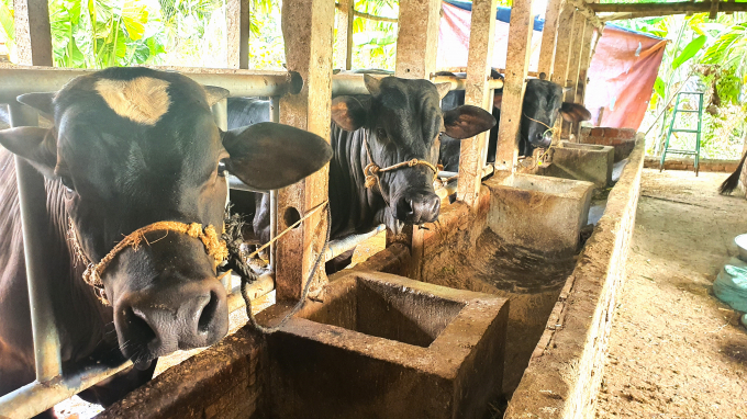 Nuôi bò vỗ béo ít rủi ro, hạn chế được dịch bệnh và mang lại hiệu quả kinh tế cao. Ảnh: L.K.