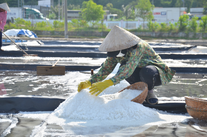 The price of salt in Sa Huynh is exceptionally high this year, so salt farmers in the area are very excited. Photo: Le Khanh.