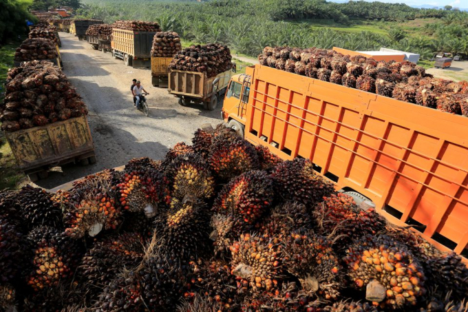 People ride on a motorbike passed the trucks with palm oil fresh fruit bunches queue for unloading at a factory in West Aceh, Indonesia, May 17, 2022, in this photo taken by Antara Foto. Antara Foto/Syifa Yulinnas/ via REUTERS
