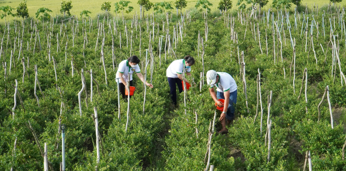 Vu Minh Tu's 6,000 m2 of honeysuckle in Kien An commune, Cho Moi district, An Giang province. Photo: Kim Anh.