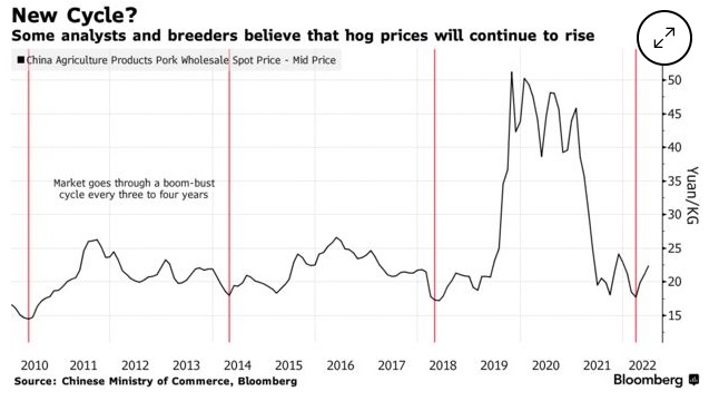 Nhiều chuyên gia và người chăn nuôi lợn đều tin rằng, giá thịt lợn sẽ bước vào chu kỳ tăng giá mới. Đồ họa: Bloomberg