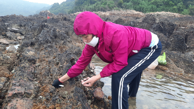 Some households is currently living on raising stone snails on small islands in Co To district. Photo: Nguyen Thanh.