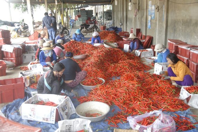 Fresh peppers in Binh Dinh were mainly exported to the Chinese market through unofficial channels. Photo: V.D.T.