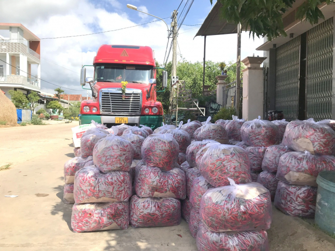 Binh Dinh has recently requested the Department of  Plant Protection to issue a packaging facility code for chili peppers in Phu My district as a basis to export to the Chinese market. Photo: V.D.T.