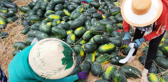 Watermelon being stamped for export to China. Photo: V.D.T.