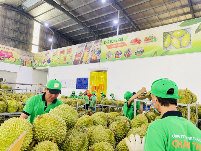 Hiện tại, nhiều doanh nghiệp xuất khẩu trái cây của Việt Nam đã sẵn sàng xuất khẩu chính ngạch quả sầu riêng sang thị trường Trung Quốc. Ảnh: LHV.