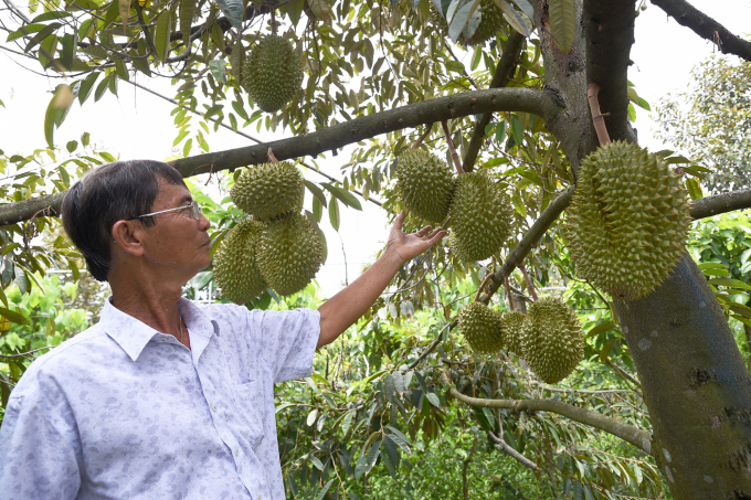 Vietnamese durian is considered to have many advantages over other competitors when it is officially exported to a highly populated market. Photo: LHV.