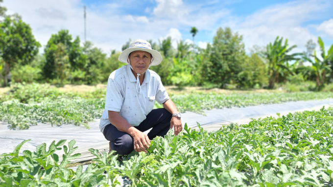 The area of summer-autumn rice decreased due to farmers changing the crop structure for higher economic efficiency. Photo: Kim Anh.