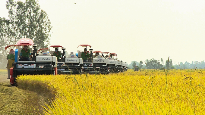 Farmers promoted mechanization in rice production. Photo: Kim Anh.