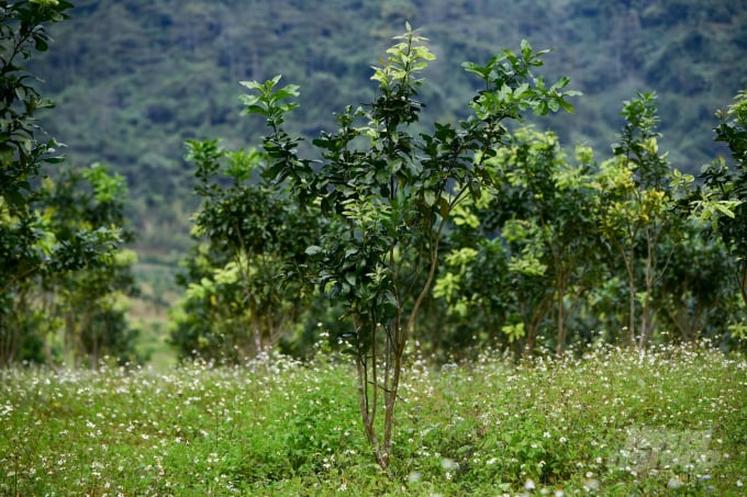 Currently, many organic agricultural production models, in the organic direction, have considered weeds as one of the key factors in production. Photo: Dinh Tung.