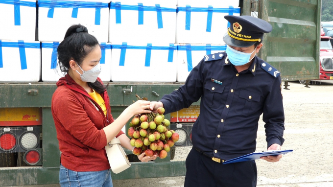 Functional forces inspecting fresh lychees before exporting. Photo: Trang Anh.