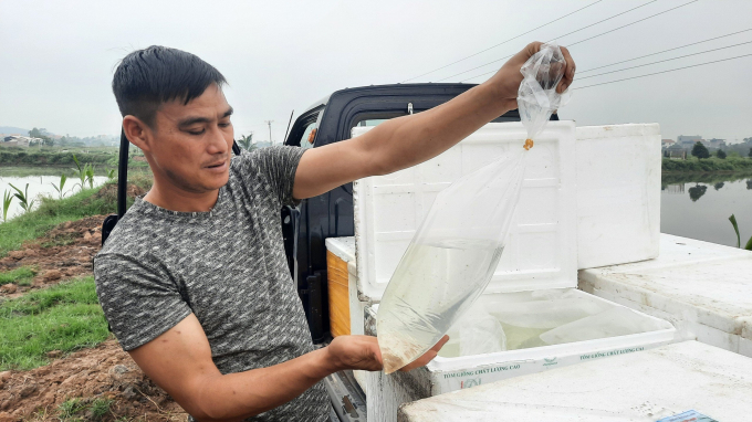 The breed factor is very important to a strong growth in clam worms, and can subsequently increase the yield. Photo: Nguyen Thanh.