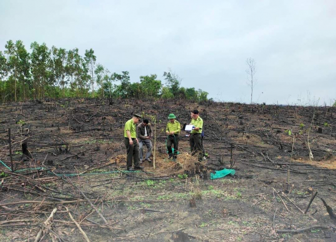 Lãnh đạo và cán bộ Hạt kiểm lâm Uông Bí thường xuyên trao đổi, hỗ trợ chủ rừng triển khai trồng các loài cây lim, lát, giổi. Ảnh: Cường Vũ.