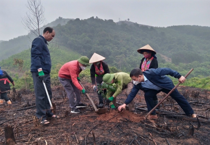 Người dân xã Thanh Sơn, huyện Ba Chẽ tham gia mô hình trồng rừng gỗ lớn để phát triển kinh tế rừng bền vững. Ảnh: Cường Vũ.