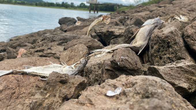 Cá trên hồ Khe Lang chết dạt lên bờ đá.  