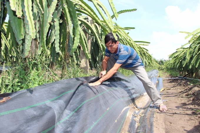 Using silver to cover corners and limit weeds and pests is one of the solutions for organic CNC dragon fruit cultivation of Long Hoi dragon fruit cooperative. Photo: Tran Trung.