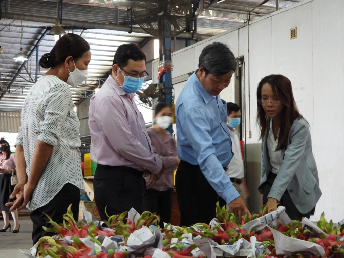 With the initiative of the government, businesses, cooperatives, and farmers, dragon fruit gradually regained its position in the Mekong Delta. Photo: Tran Trung.