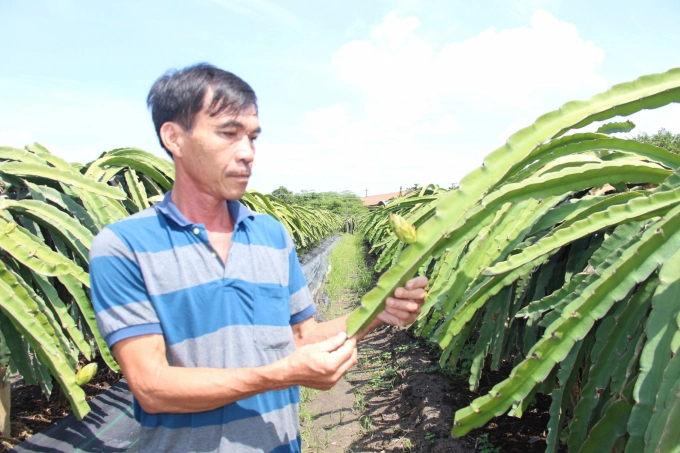 'The granting of area codes for farming cooperatives that apply CNC to production save labor and input materials, reduce production costs, and produce clean agro-products that are well received by the market', said Mr.Truong Minh Trung. Photo: Tran Trung.