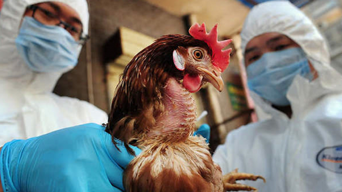 Công ty Amavet đã nhập khẩu vacxin cúm gia cầm của Trung Quốc một thời gian dài, được chứng minh là phòng bệnh rất hiệu quả trên các đàn gà. Ảnh: PH.