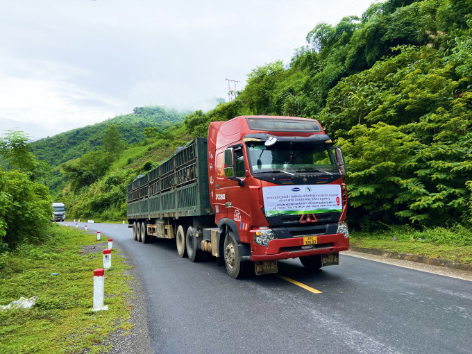 Thời tiết mát mẻ góp phần giúp cho đàn bò cảm thấy thoải mái hơn trên các cung đường di chuyển về trang trại Lao-Jagro.