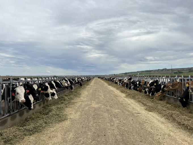 1.000 bò sữa nhập khẩu được tuyển chọn trực tiếp từ đàn bò tại Mỹ.