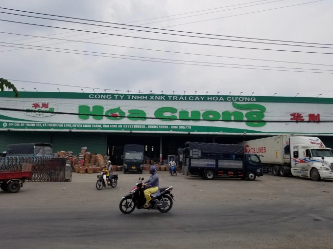 Hoa Cuong Fruit Import Export Co., Ltd is the unit with the largest dragon fruit warehouse system in Chau Thanh district. Photo: Tran Trung.