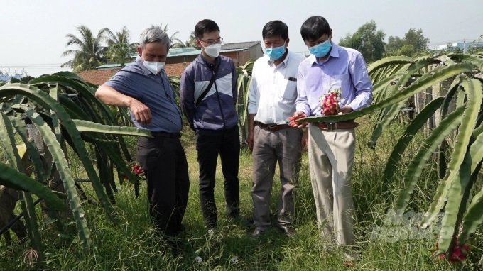 Mr. Khanh introduced organic dragon fruit to his partners. Photo: Tran Trung.