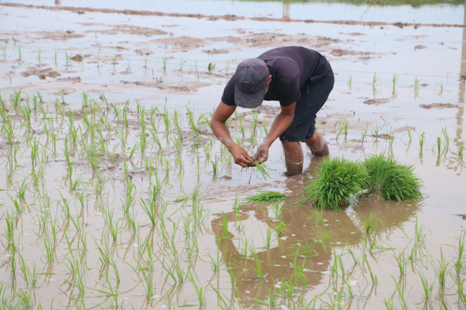 Vụ mùa 2022, Hưng Yên chủ trương hạn chế tối đa diện tích lúa gieo sạ. Ảnh: HG.