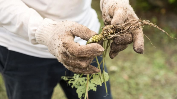 A farmer holds a freshly harvested wasabi plant at a rural farm in Nara, Japan. Photo: iStock