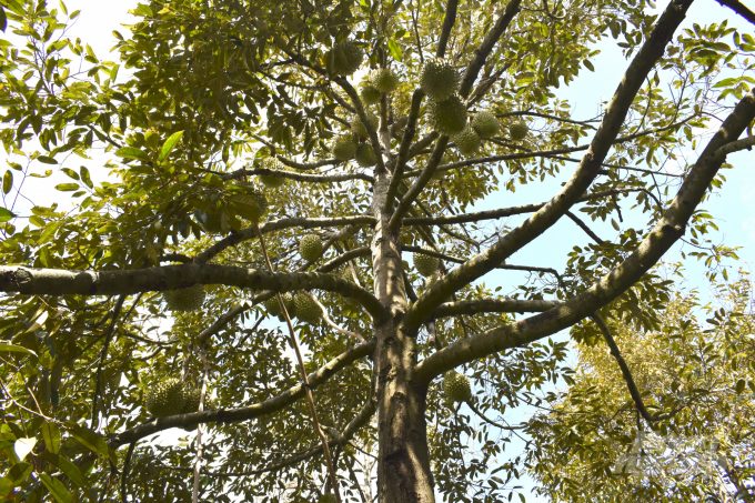 Durian is a highly profitable crop that motivates farmers to invest in production. Photo: Minh Dam.