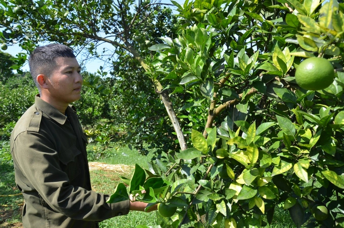 Many areas of oranges in Cao Phong (Hoa Binh) are 'untreatable' due to diseases and the consequences of fertilizers and chemical pesticide abuse over a long period. Photo: Pham Hieu. 