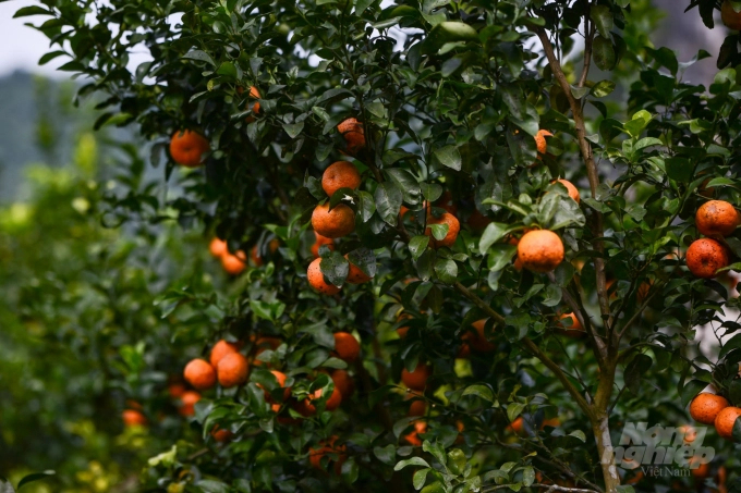 Currently, some organic citrus production models of Hoa Binh have initially stabilized and gradually spread to production. Photo: Pham Hieu.