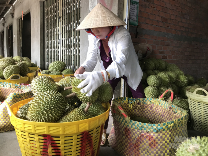 Most durians are currently consumed through the local traders system. Photo: Van Viet.