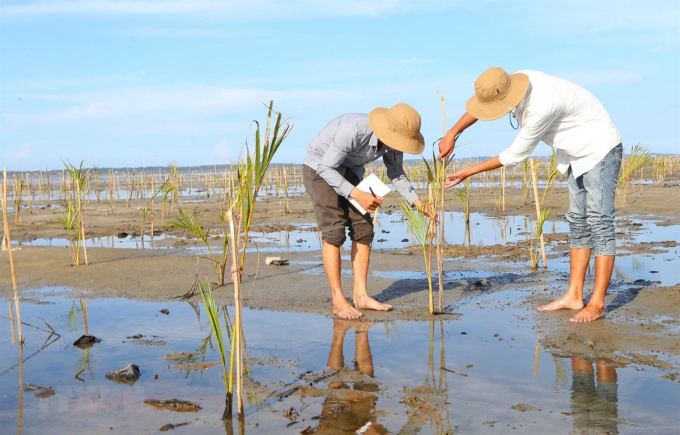 Phát triển rừng ngập mặn là một trong những giải pháp thích ứng biến đổi khí hậu.