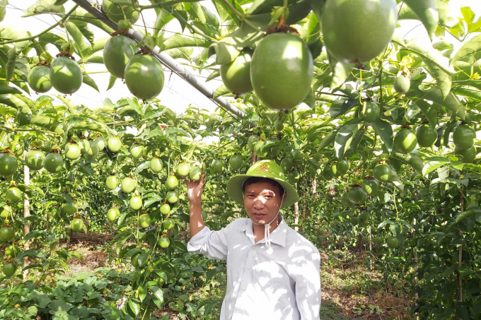 In the immediate future, the Group will promote technical support and training for farmers in passion fruit growing areas, with special attention to the organic and sustainable development. Photo: CD.