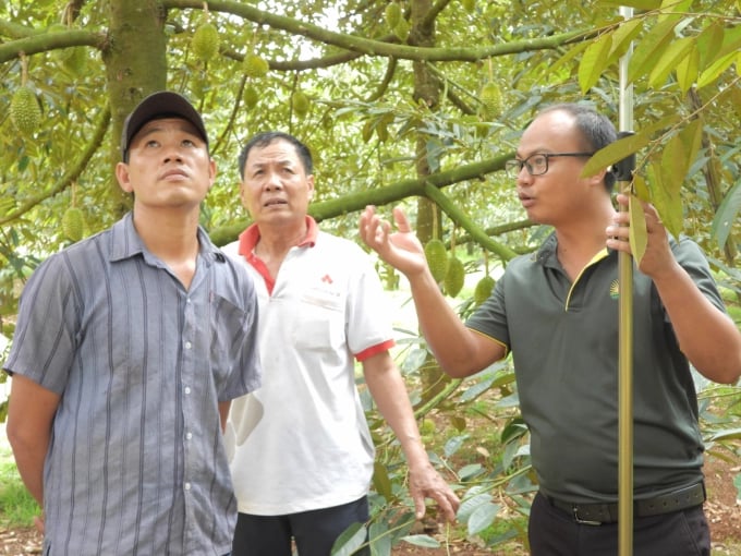 Loc Troi Group is focusing on organic and sustainable durian development strategy in Binh Phuoc and other advantageous regions. Photo: Tran Trung.